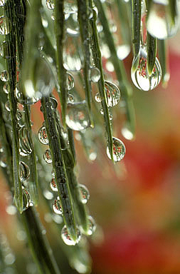 rain-on-pine-needles.jpg